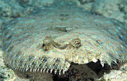 On Edge - Peacock Flounder on Calabas Reef, Bonaire using... by Laszlo Ilyes 